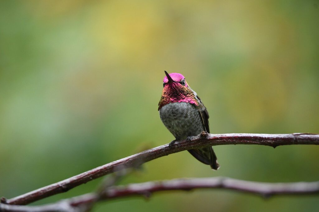 hummingbird, ruby-throated hummingbird, bird